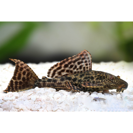 Picture of AlGAETER ( CLEANER FISH ) 10CM