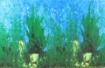 Picture of background Aquarium 50cm