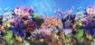 Picture of background Aquarium 50cm