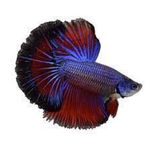 Picture of BETTA HALFMOON  4cm