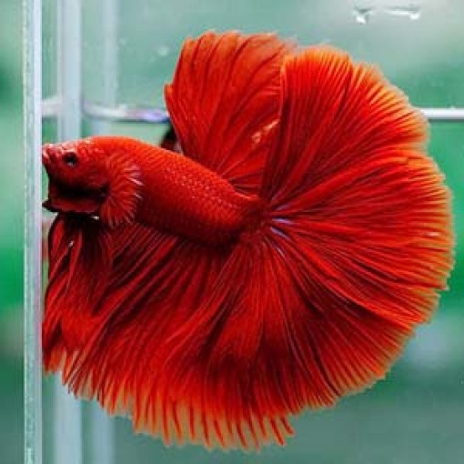 Picture of Betta Rosetail 3,5cm