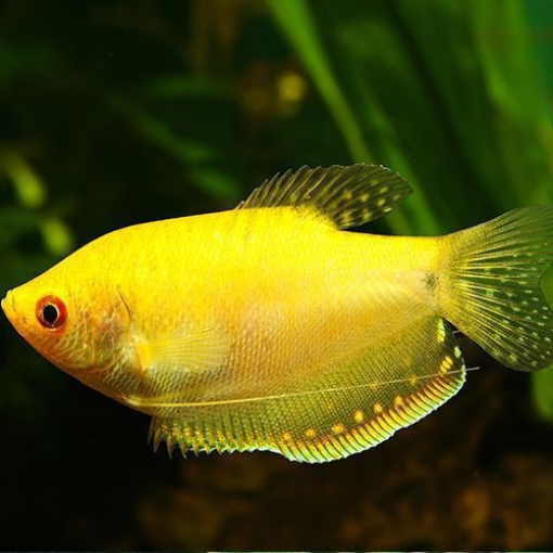 Picture of GOURAMI Fish 7 CM