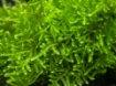 Picture of Versicularia  christms moss (Loose form) plant