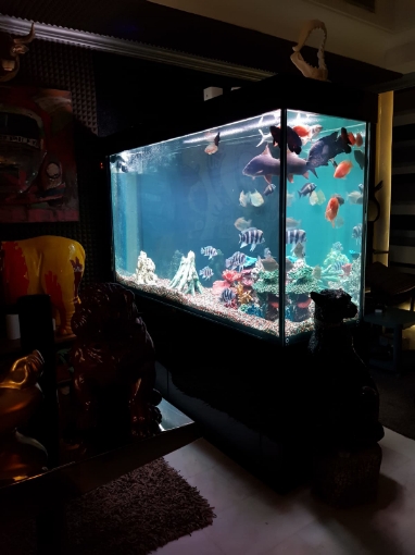 Picture of DESIGN AQUARIUM