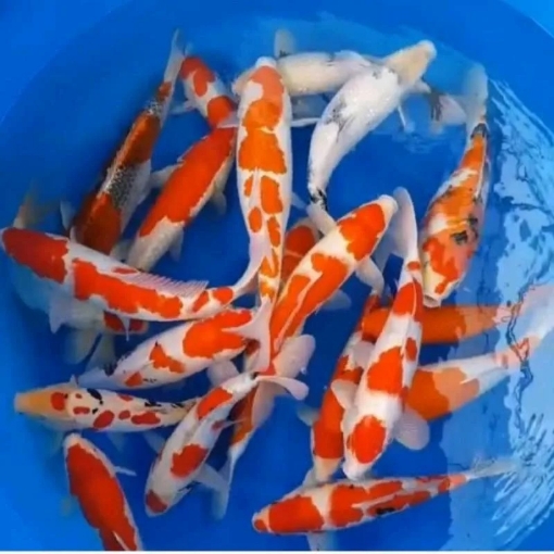 Picture of Koi Fish 12CM