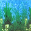 Picture of background Aquarium 50cm