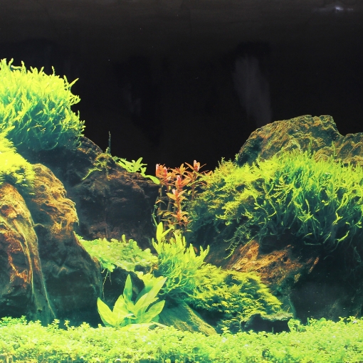 Picture of background Aquarium 50cm