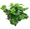 Picture of Anubias barteri Plant