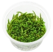 Picture of Versicularia  christms moss (Loose form) plant