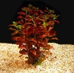 Picture of Plant Ludwigia inclinata