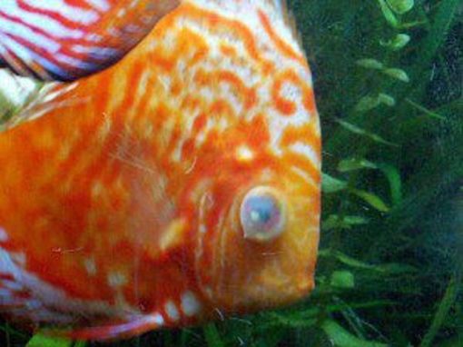 Picture of Medicine cloudy eyes fish