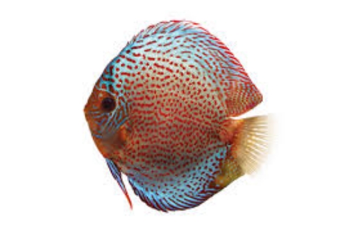 Picture of Discus Fish 7cm