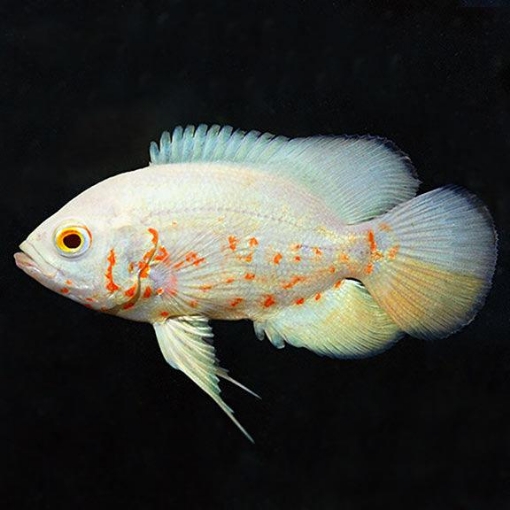 Picture of Oscar Albino 5cm Fish