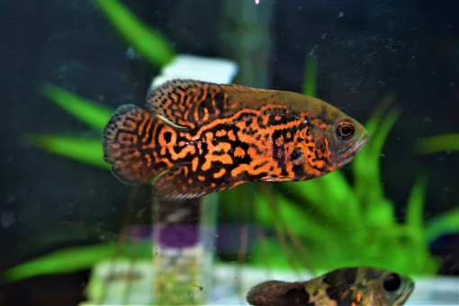 Picture of Oscar Red Tiger Fish 5cm