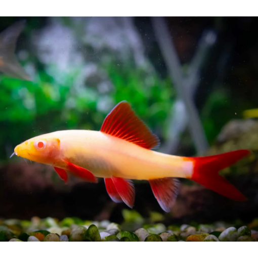 Picture of Albino Red Tail Shark 8cm